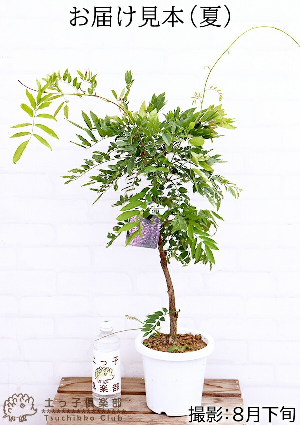 長崎一才藤 （ 花ふじ ） 6号鉢植え | 苗の種類,花木,いろんな花木