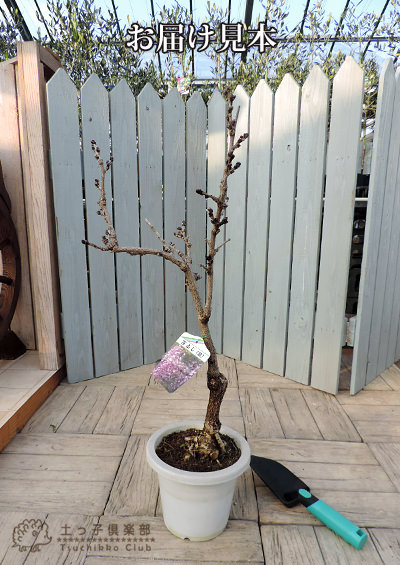 長崎一才藤 （ 花ふじ ） 6号鉢植え | 苗の種類,花木,いろんな花木