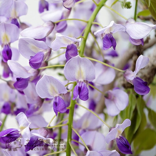 長崎一才藤 （ 花ふじ ） 6号鉢植え | 苗の種類,花木,いろんな花木
