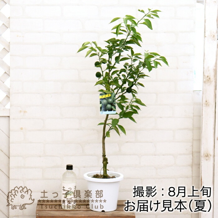 実付き 》 スダチ 6号鉢植え 柑橘 薬味 接ぎ木苗 | 苗の種類,果樹,実