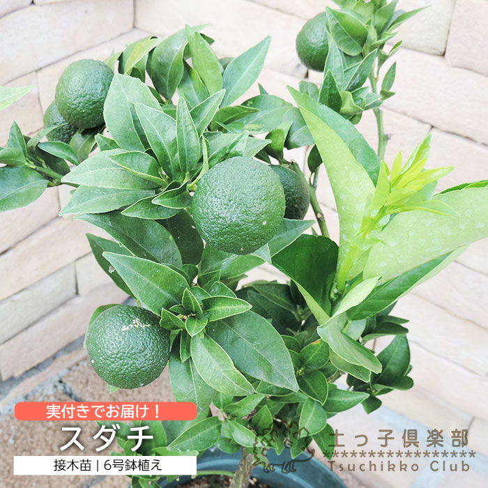 すべての商品 | 【公式】土っ子倶楽部オンラインショップ