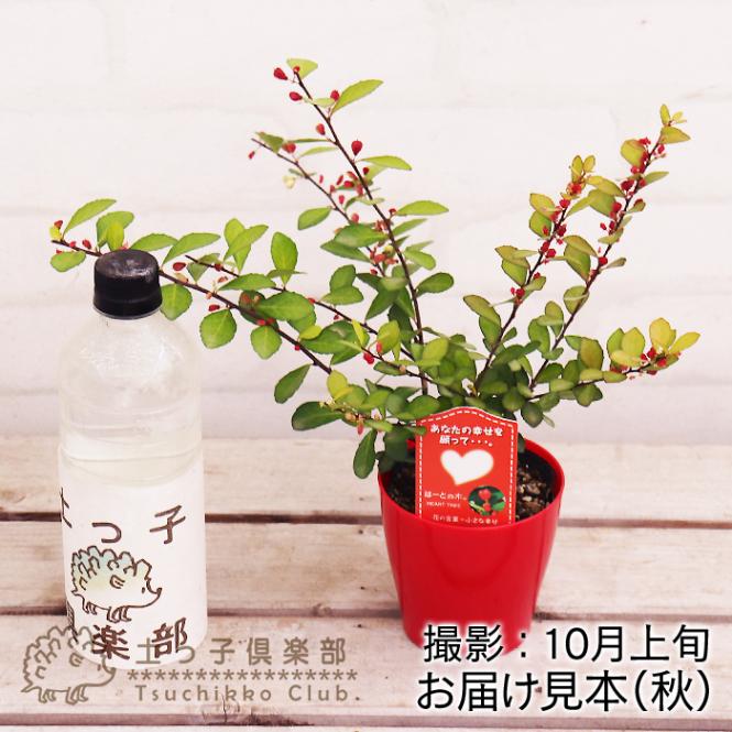 マサキ 常緑 ハートが実る木 『 ハートツリー 』 10.5cmポット苗 | 苗