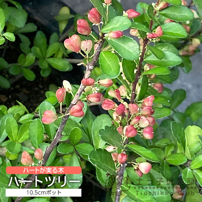 マサキ 常緑 ハートが実る木 『 ハートツリー 』 10.5cmポット苗 | 苗