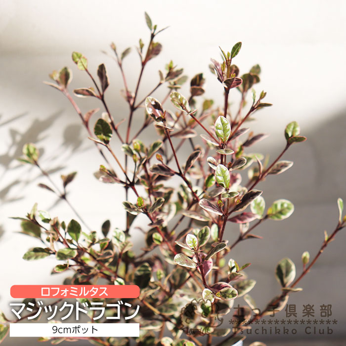 すべての商品 | 【公式】土っ子倶楽部オンラインショップ