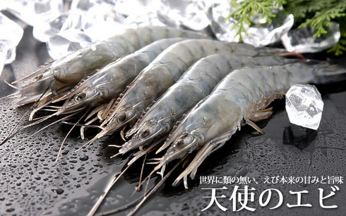 生食用 天使の海老 魚種で選ぶ その他 津田水産オンラインショップ