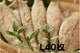 �磻��Ź��ߤ��� L��40�����ˡڶ�̳���֡�