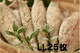 �磻��Ź��ߤ��� LL��25�����ˡڶ�̳���֡�
