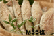 �磻��Ź��ߤ��� M��35�����ˡڶ�̳���֡�