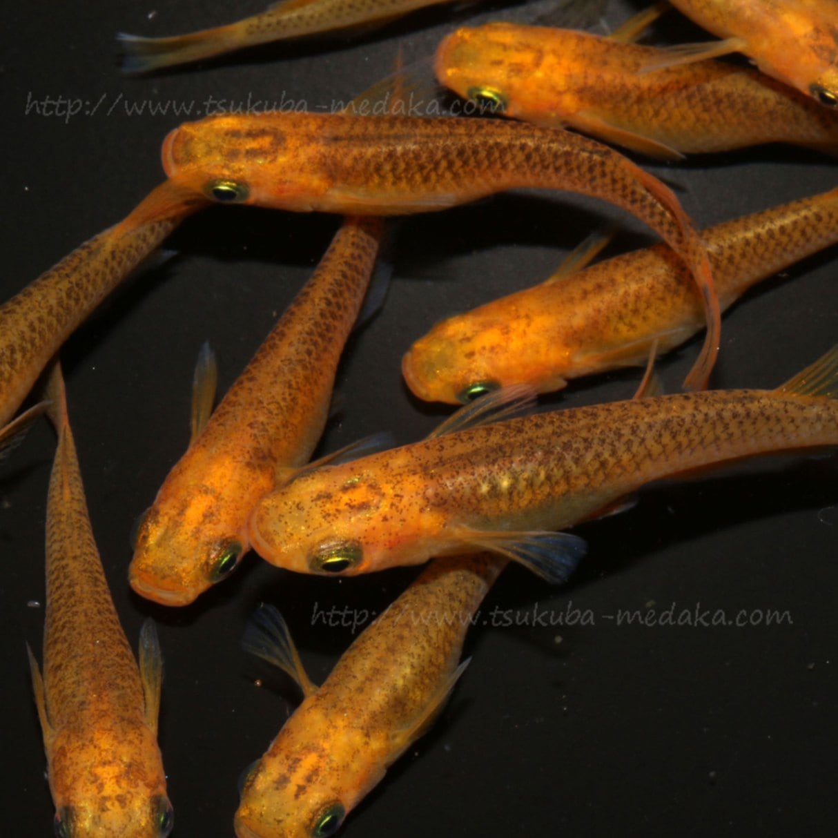 クリアブラウン