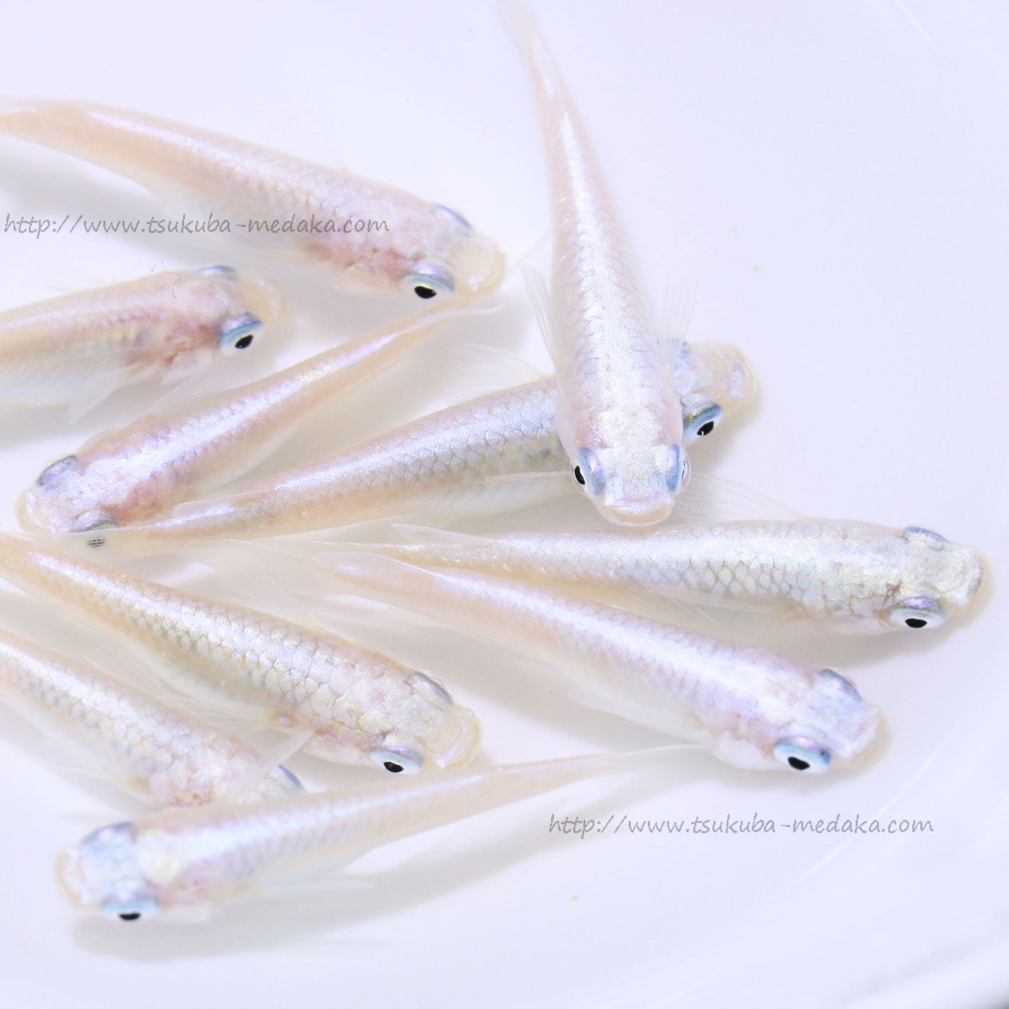 白幹之　フルボディ