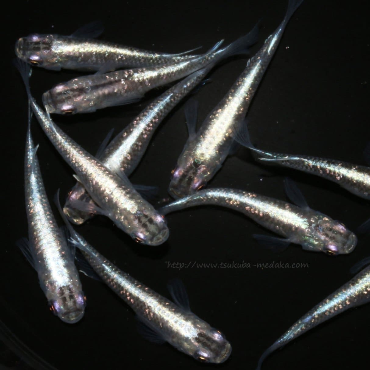 ブル―スターダスト