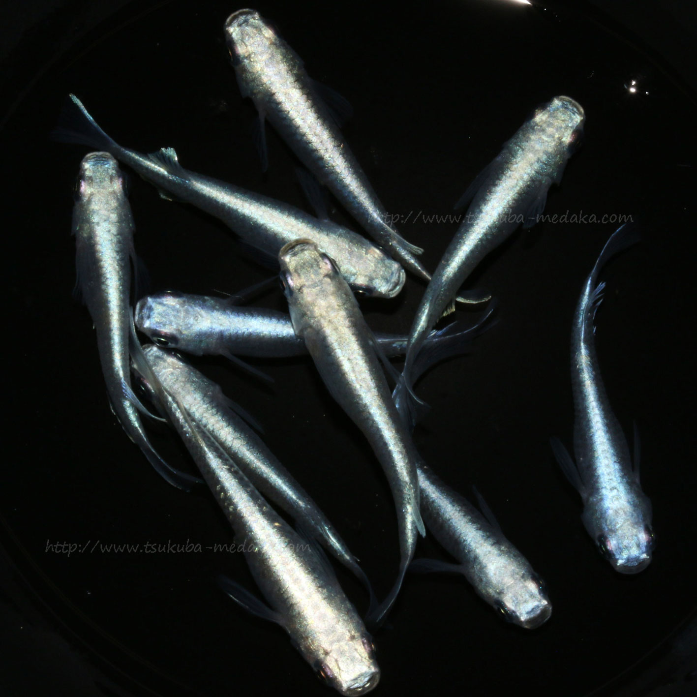 青幹之　フルボディ