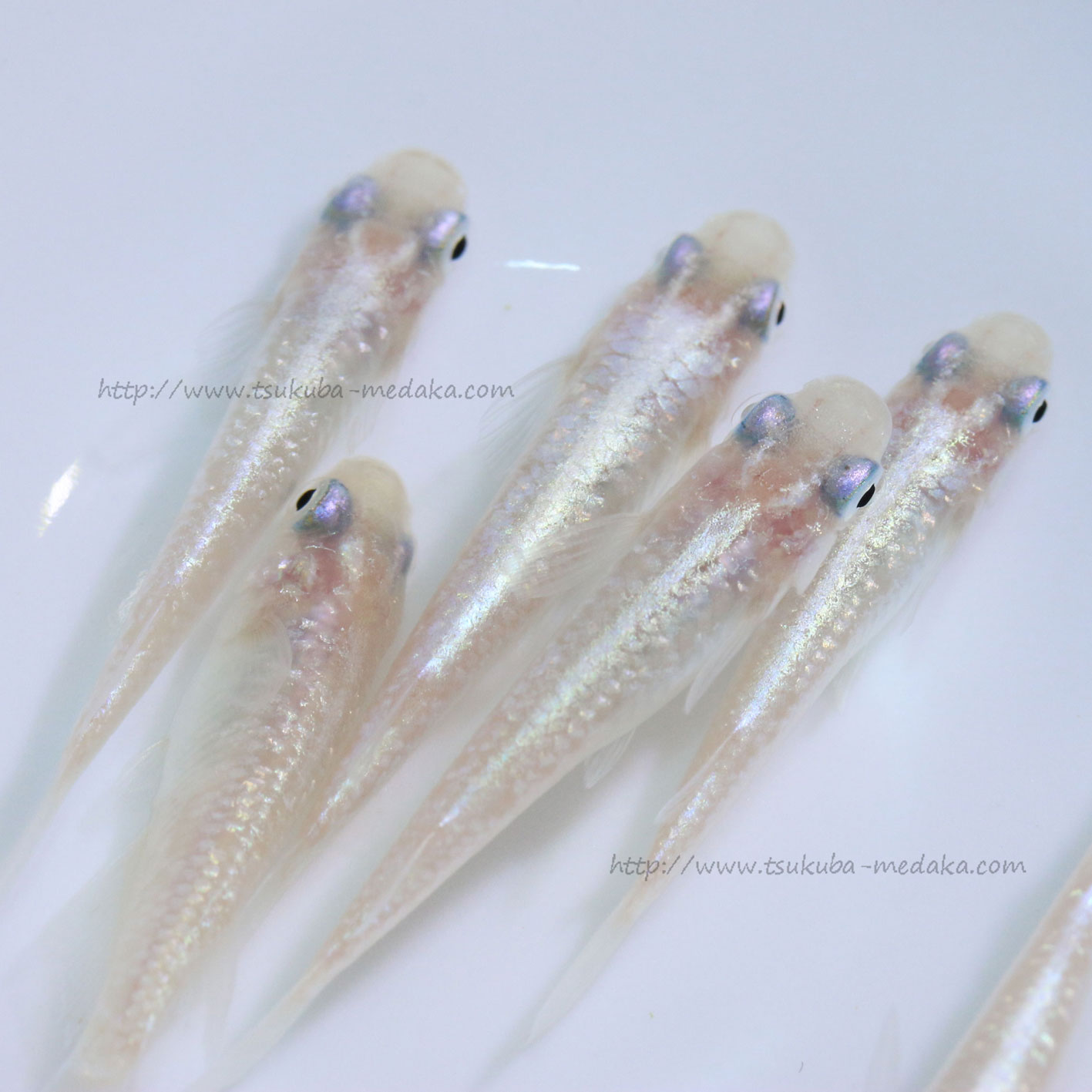 ダイヤモンドダスト