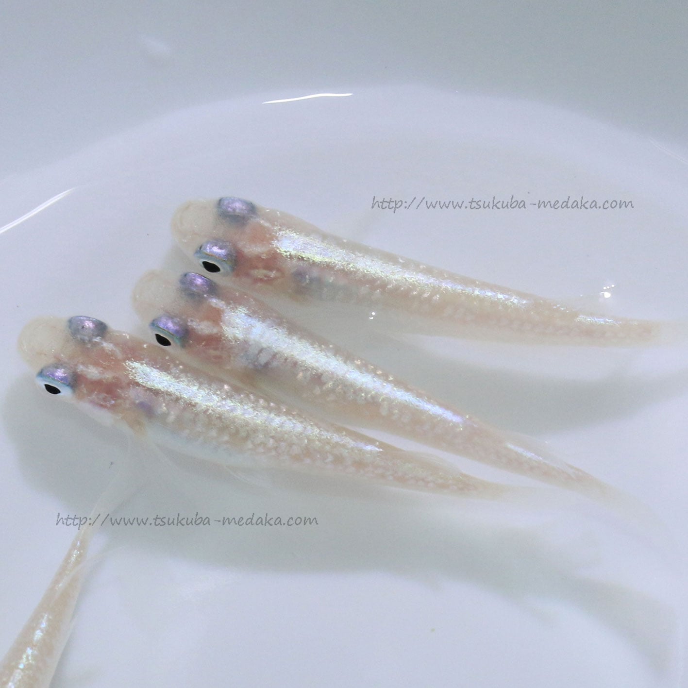 ダイヤモンドダスト