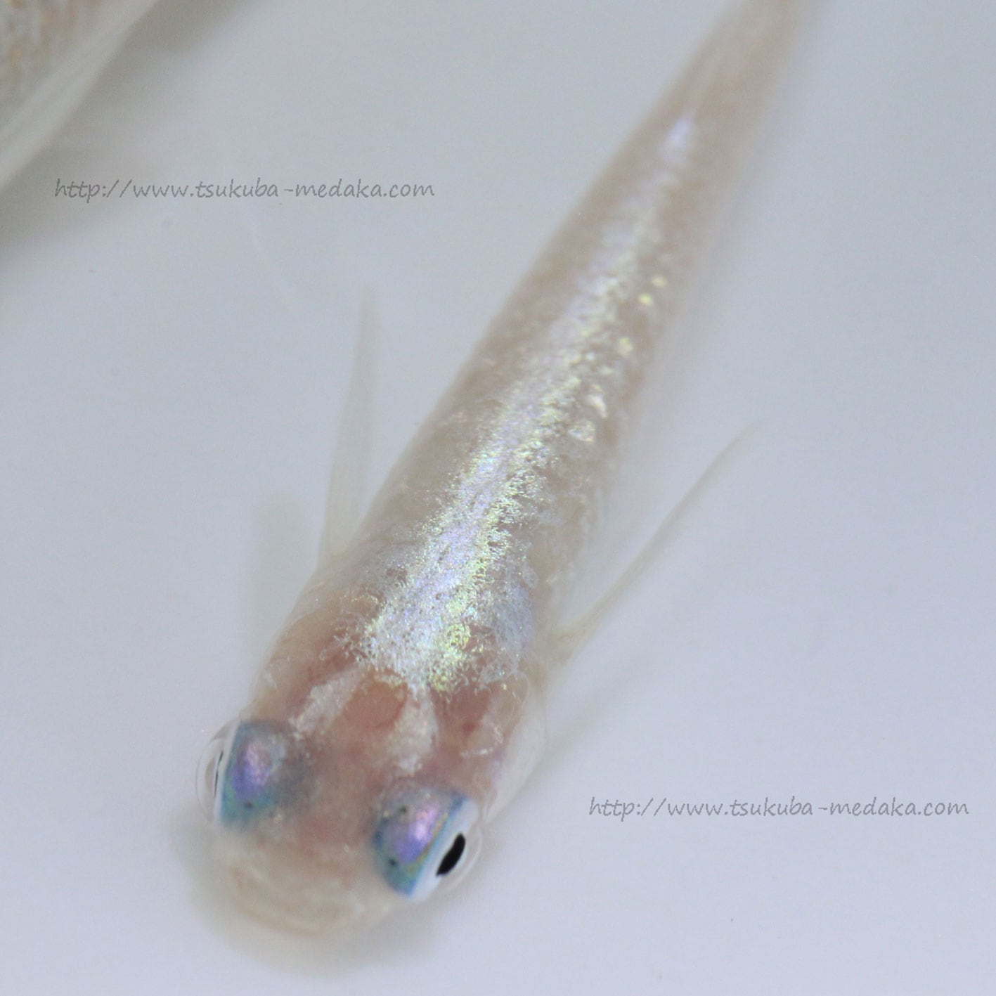 ダイヤモンドダスト