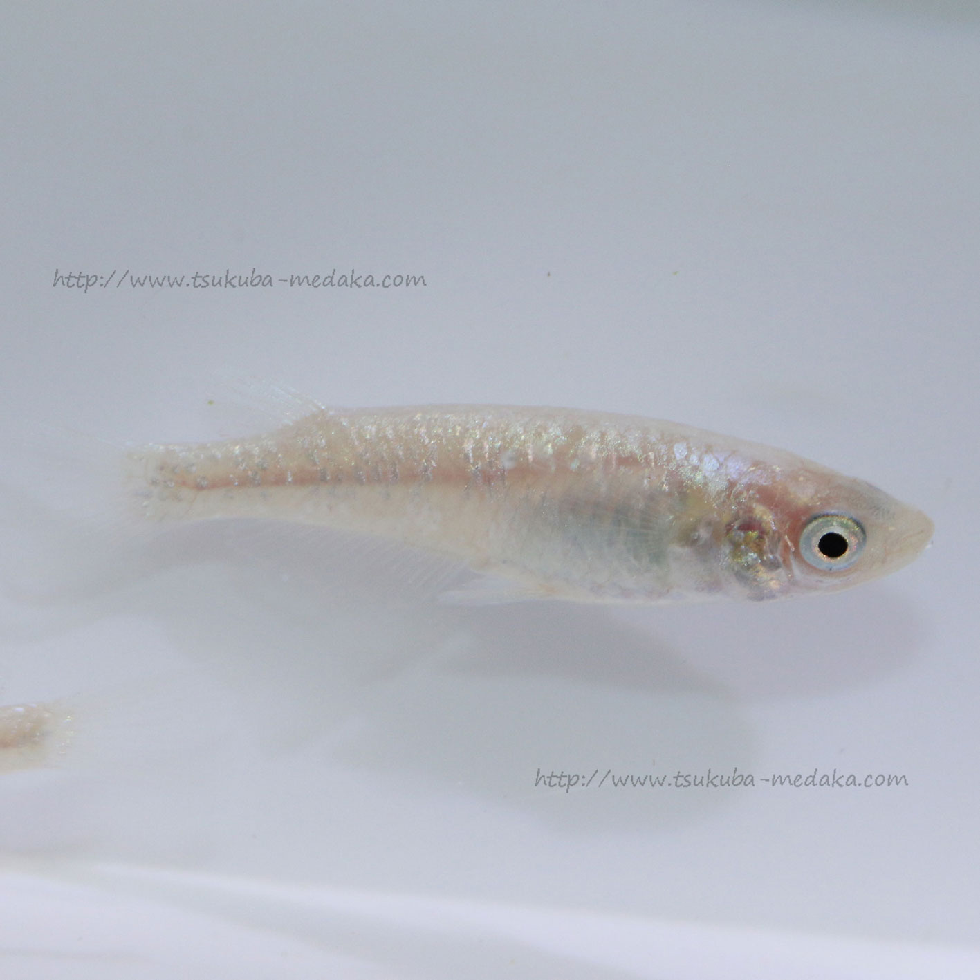 ダイヤモンドダスト