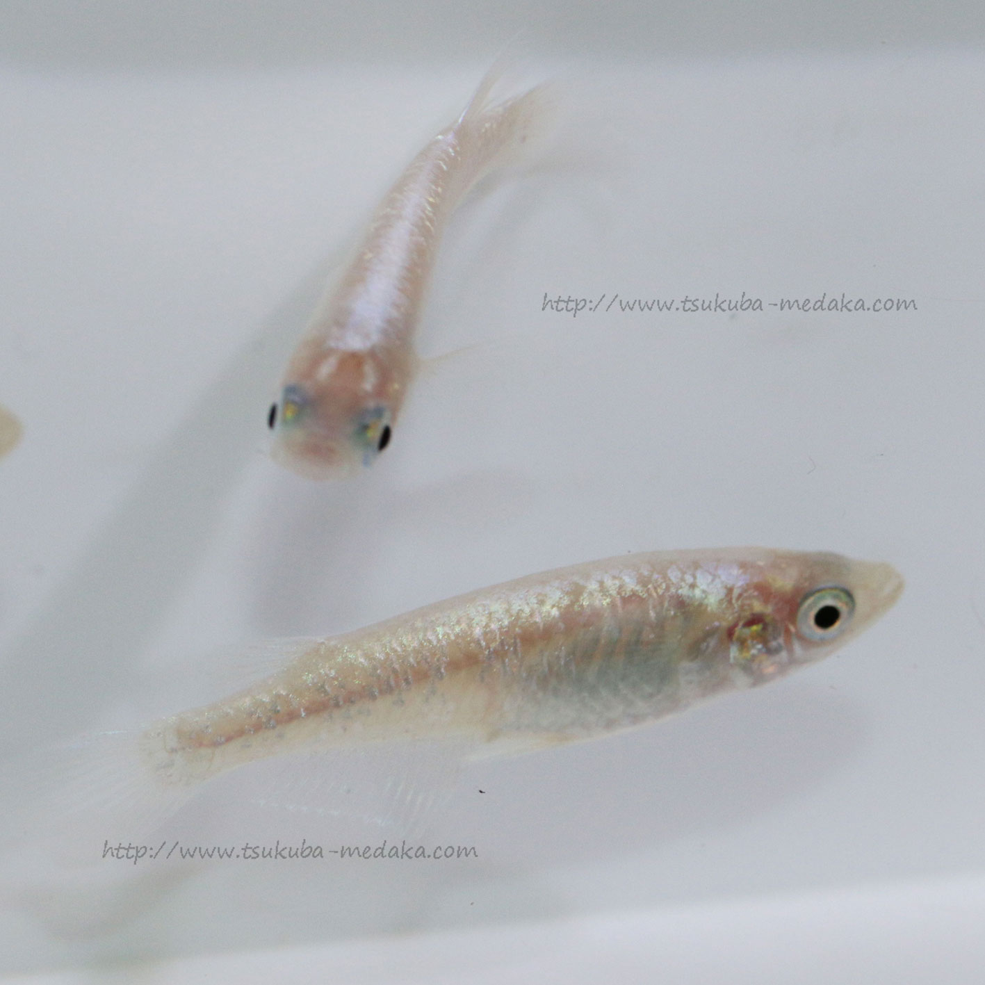 ダイヤモンドダスト