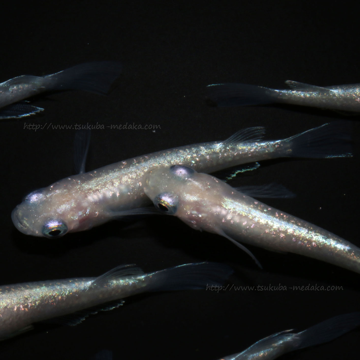 ダイヤモンドダスト