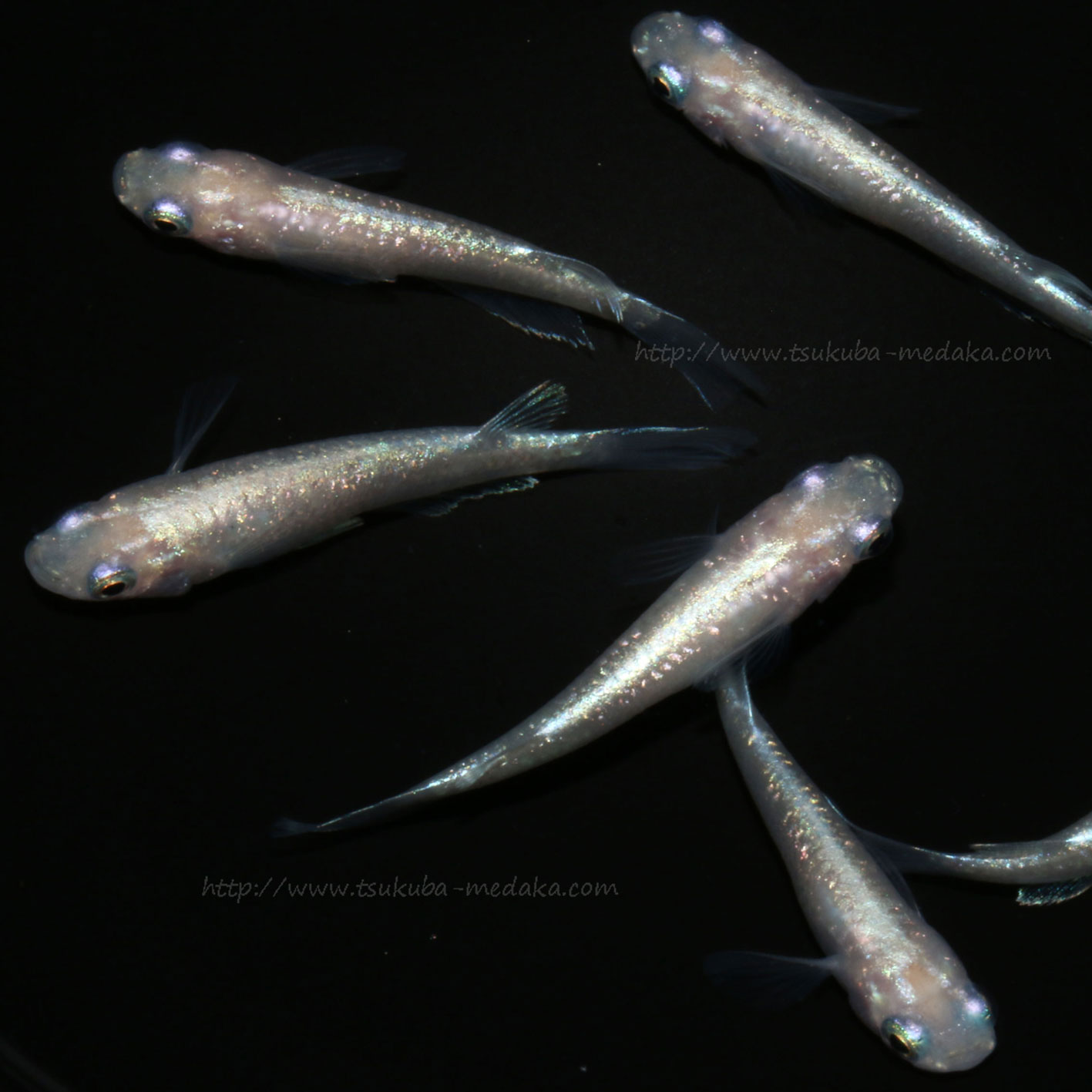 ダイヤモンドダスト