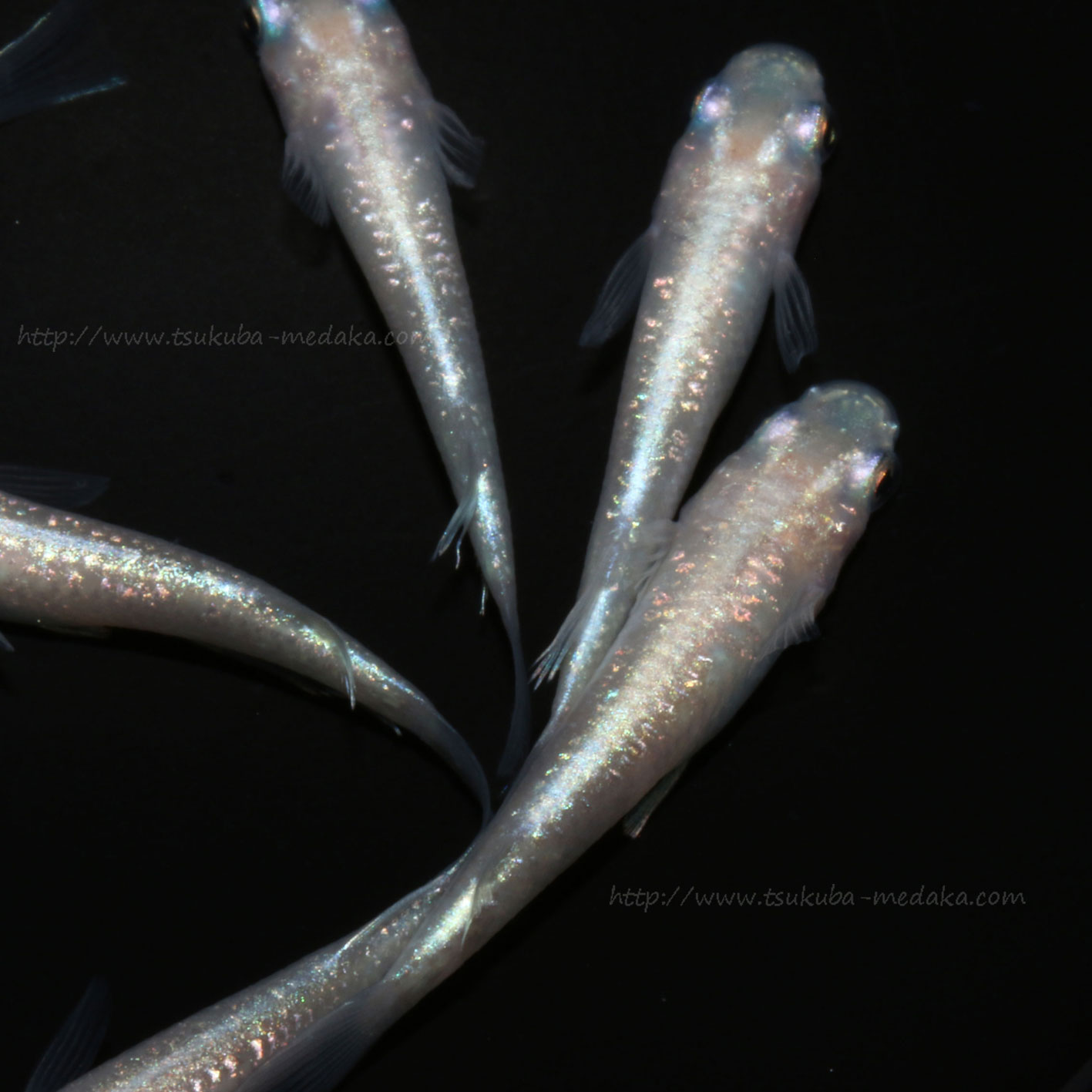 ダイヤモンドダスト