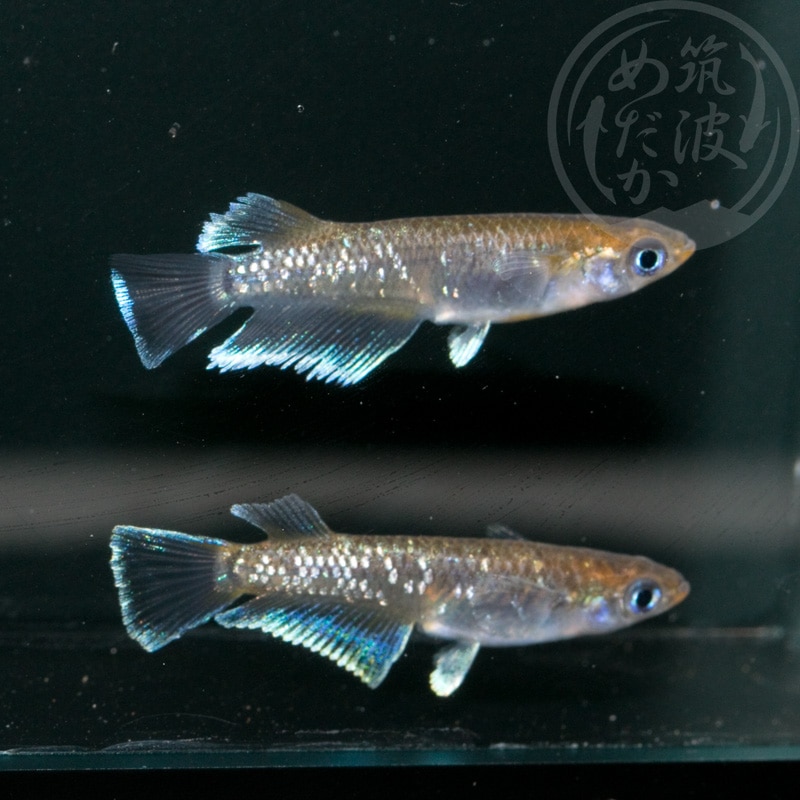 【現物ペア販売】レッドクリフダーク 1ペア