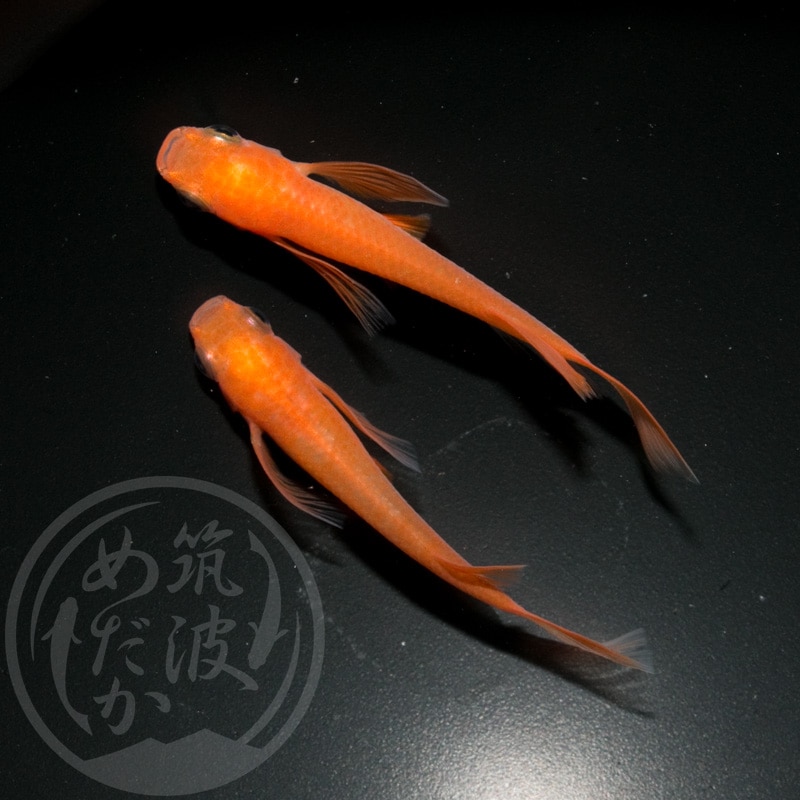 藤虎リアルロングフィンめだか 1ペア