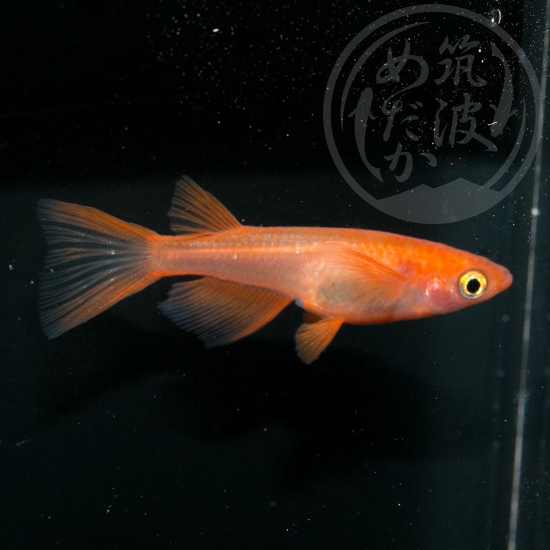 リアルロングフィン 1ペアのみ 8000円 (ちょいブス)