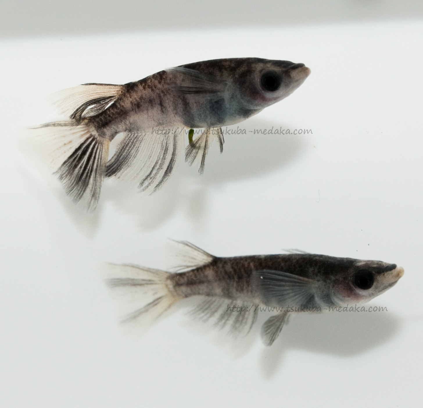 【現物トリオ販売】和墨リアルロングフィン ♂1 ♀2