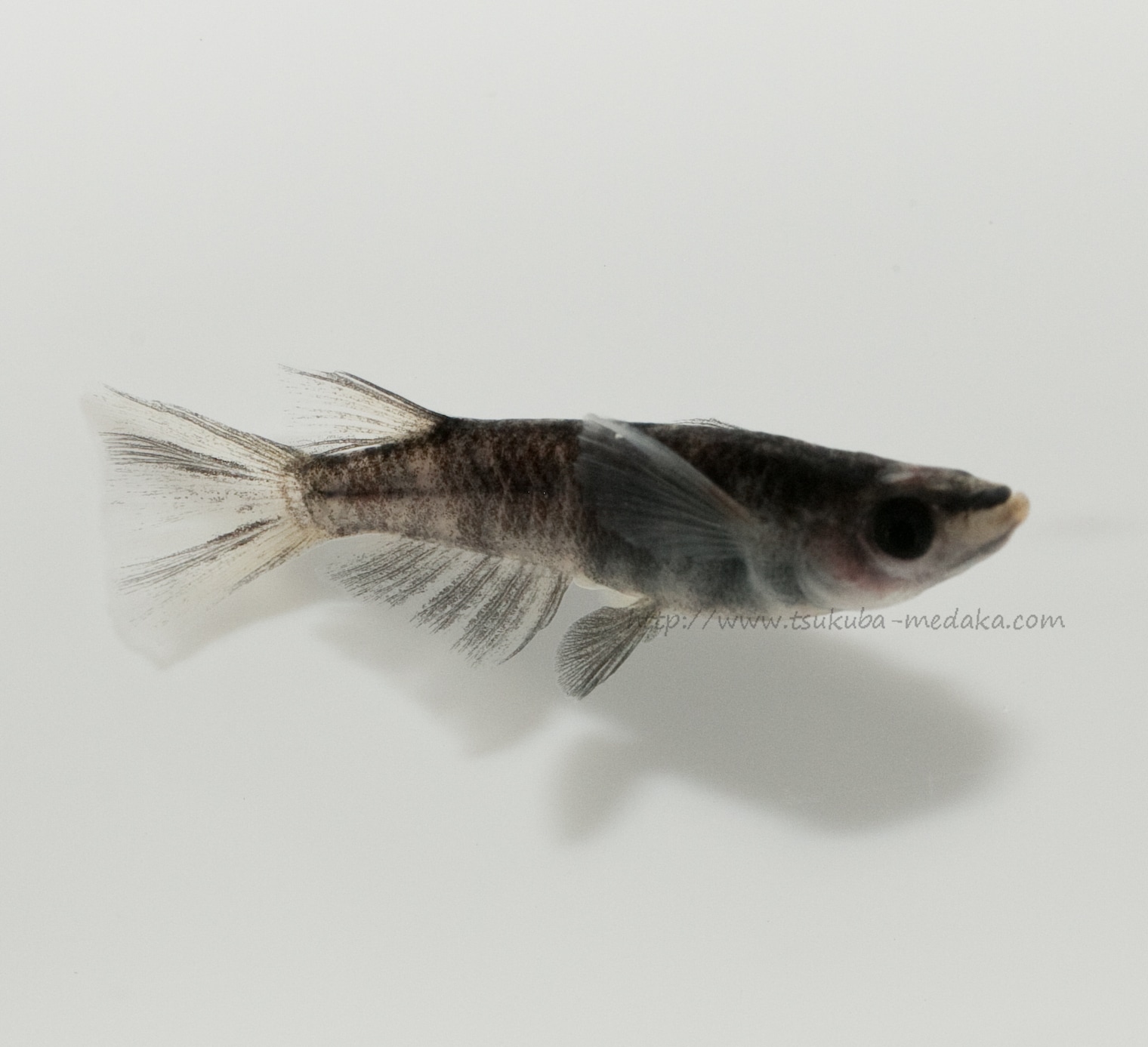 【現物トリオ販売】和墨リアルロングフィン ♂1 ♀2