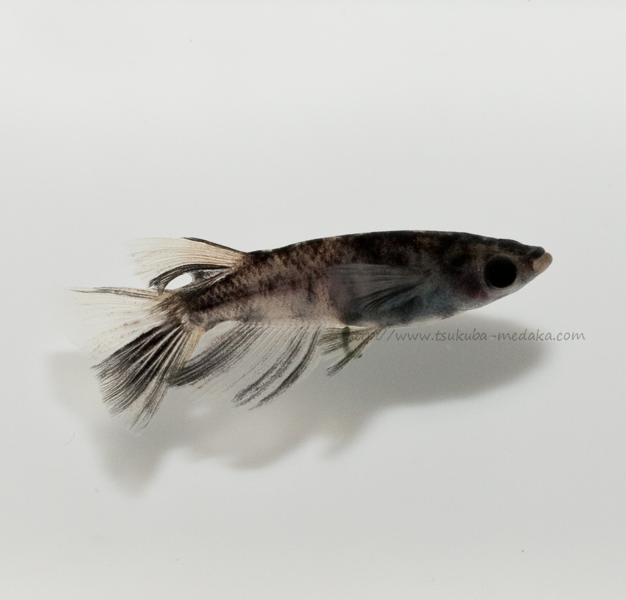 【現物トリオ販売】和墨リアルロングフィン ♂1 ♀2