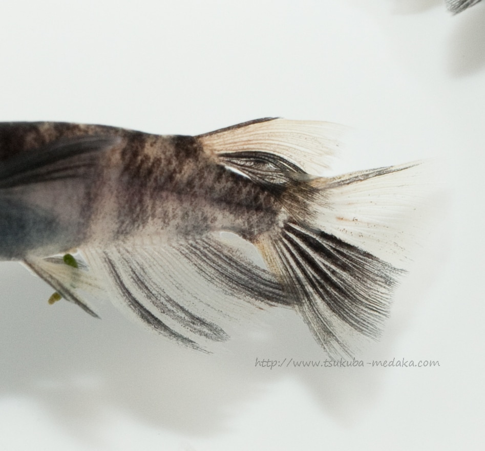 【現物トリオ販売】和墨リアルロングフィン ♂1 ♀2