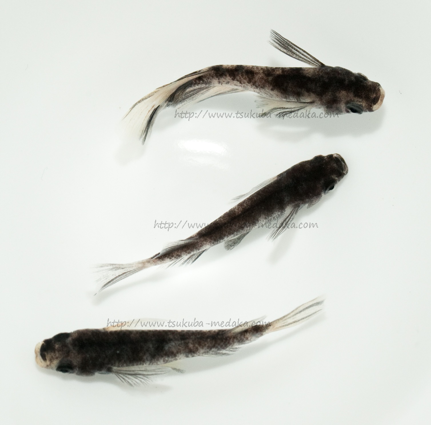 【現物トリオ販売】和墨リアルロングフィン ♂1 ♀2