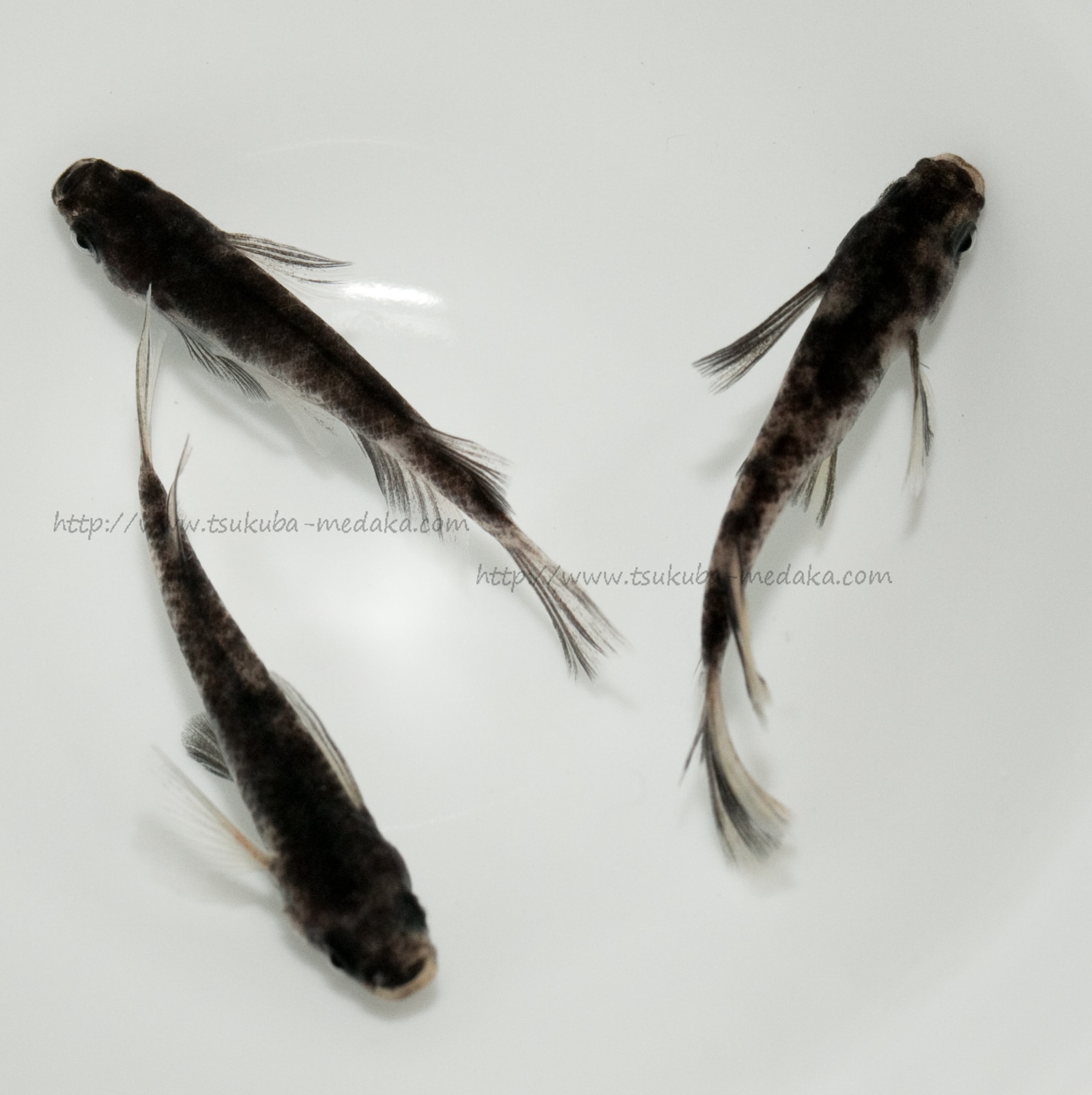 【現物トリオ販売】和墨リアルロングフィン ♂1 ♀2