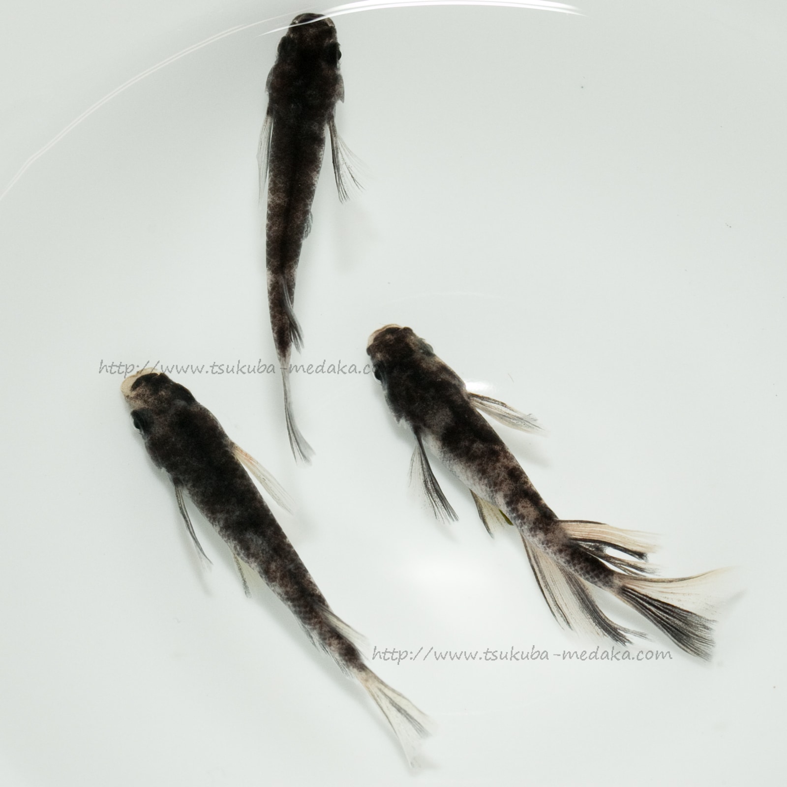 本物保証 1896年 黒竜江省 光緒元宝 7マースと2カンダリン  貴重！ Yahoo!オークション - 竜首水瓶(飛鳥時代・7世紀 法隆寺の国宝