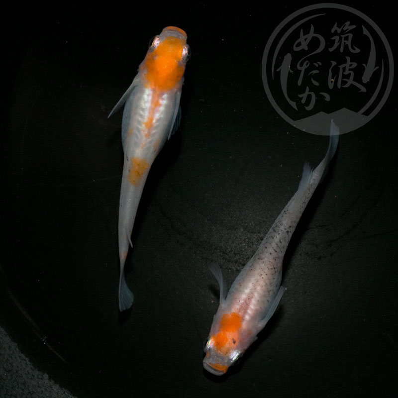 【現物ペア販売】朱赤透明鱗更紗・丹頂系 1ペア