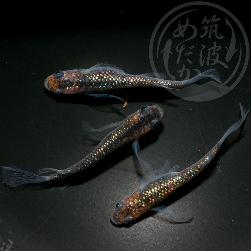 【現物ペア販売】忘却の翼トリオ♂1♀2