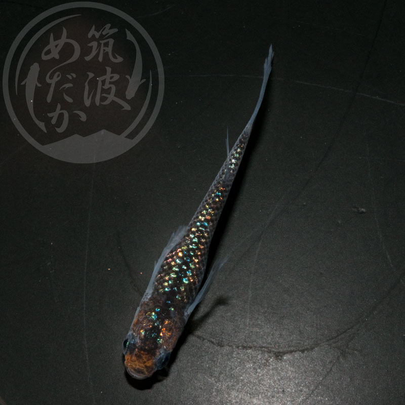 現物ペア販売】忘却の翼トリオ♂1♀2 | メダカ通販・メダカ販売