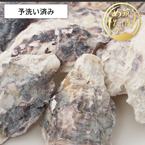 純国産天然牡蠣殻 15枚 メダカ通販の筑波めだか