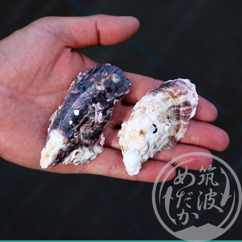 純国産天然牡蠣殻【30枚】