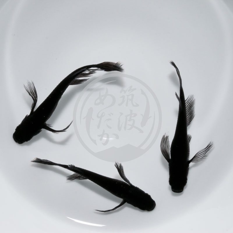 【現物ペア販売】ブラックダイヤ2020 ロングフィン トリオ♂1♀2