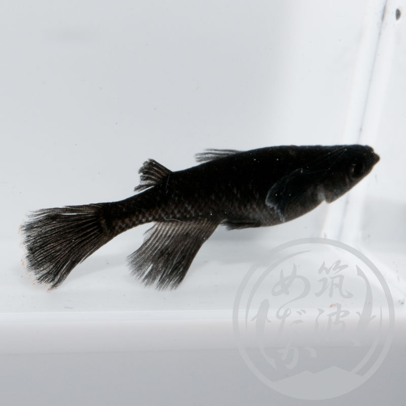本物オリジナル中里氏ブラックダイヤロングフィン　ペア　種親用⑦ メダカ ブラックダイヤロングフィン 成魚 産卵サイズ 1ペア+