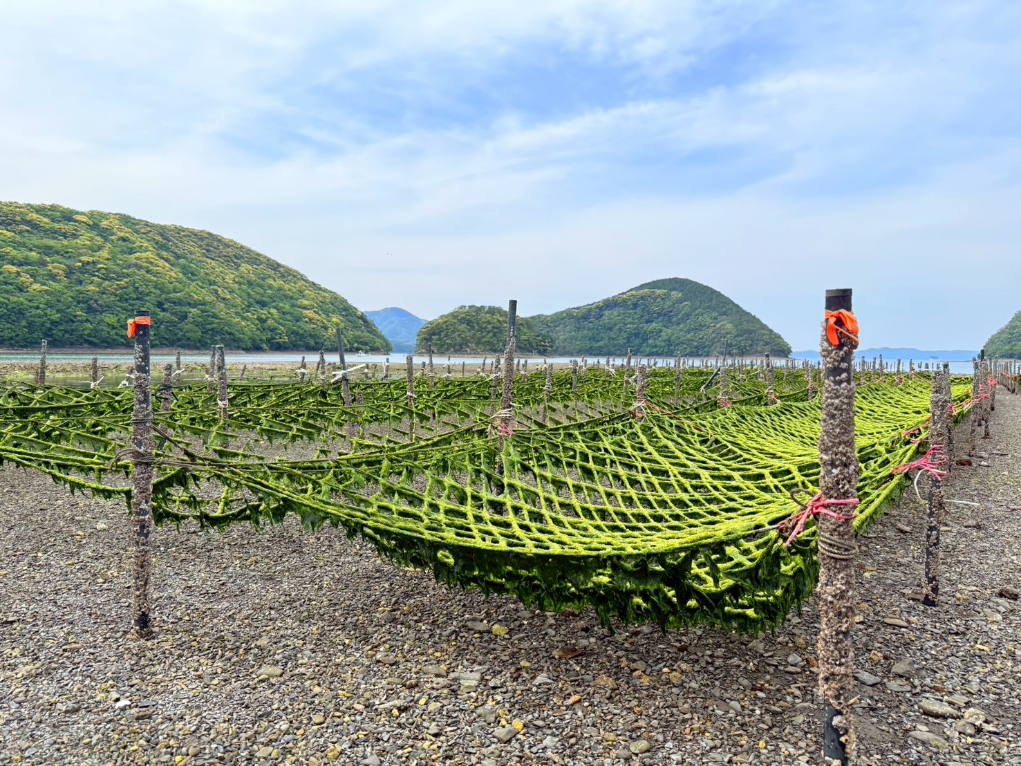 あおさ（長崎県対馬産）