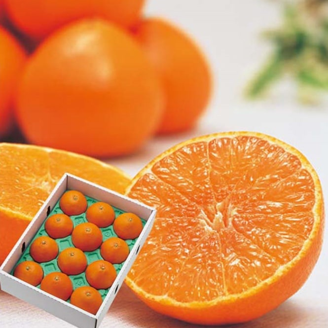 期間限定！】愛媛と和歌山のみかんが発売中です。愛媛オリジナル品種