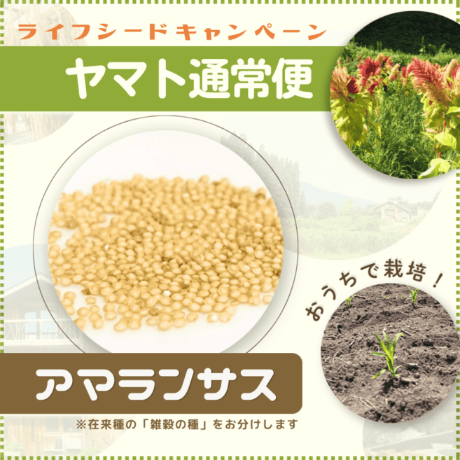 �ڥ饤�ե����ɥ����ڡ���ۻ���μ���ޥ�󥵥�������ñ���ݥޥ˥奢���աڥ�ޥ��̾��ء�