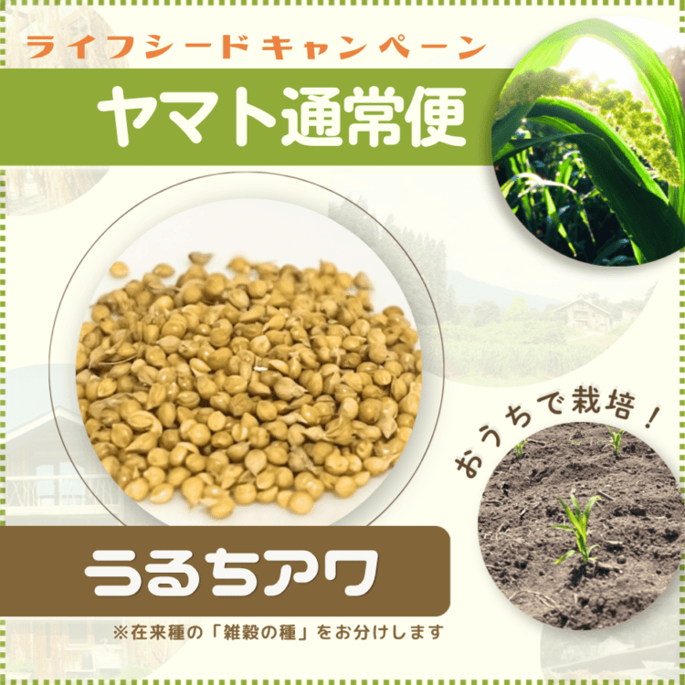 �ڥ饤�ե����ɥ����ڡ���ۻ���μ��������� ����ñ���ݥޥ˥奢���աڥ�ޥ��̾��ء�