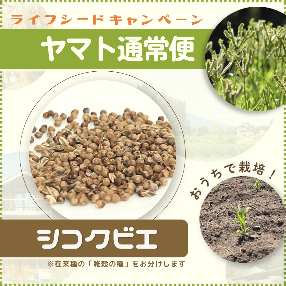 ライフシードキャンペーン】雑穀の種 シコクビエ ※簡単栽培マニュアル