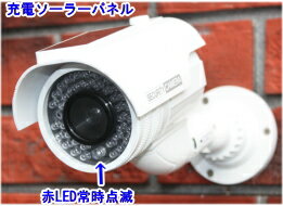 SA-50551 ߡȥ顦ƻ륫 顼żХåƥ꡼¢ ɱ ߡ()