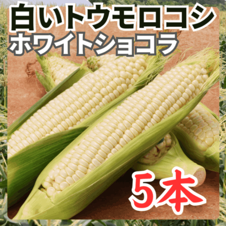 トウモロコシ（白5本）ホワイトショコラ
