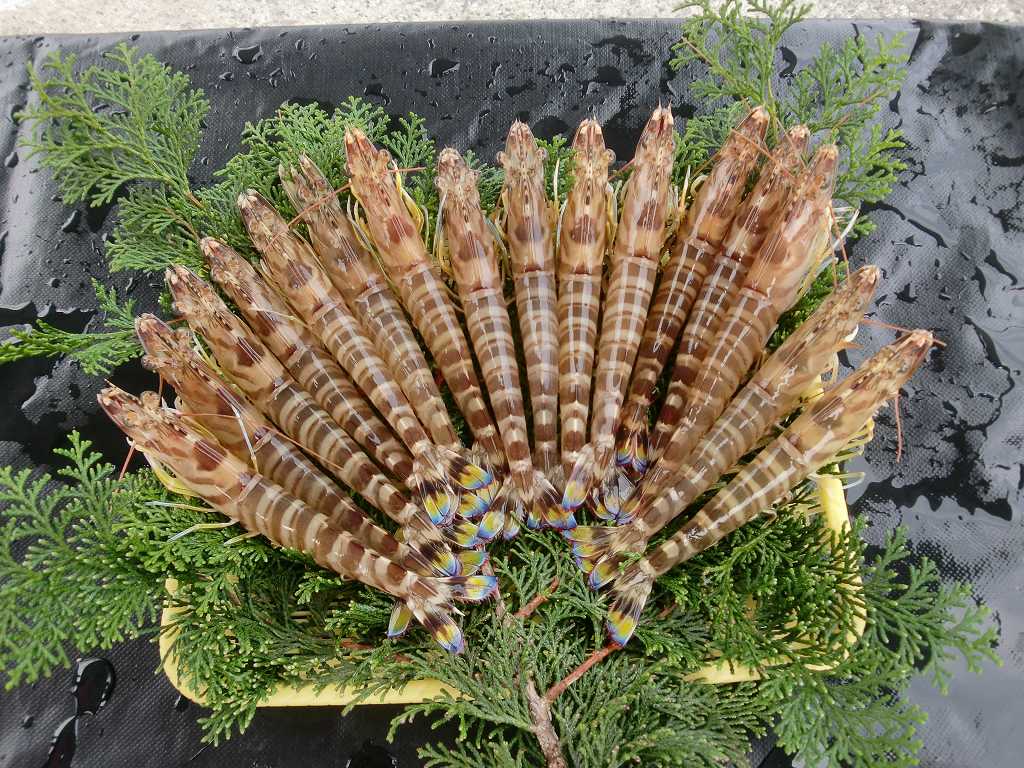 活〆凍結車海老 12尾 240g【生食可】