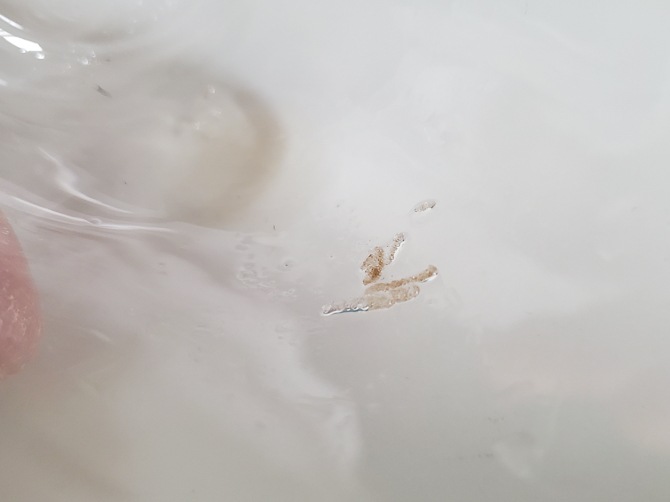 Х꡼˥硡ȡ䡼 ס磻 ڥ饤֥꡼쥯󥺡ۥ롦꡼  2015ǯ ꥫ ե˥ 顼С 磻 ƥʥ֥ β